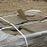 Пластушка серо-зеленая